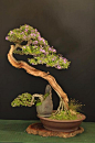 Bonsai  More At FOSTERGINGER @ Pinterest ️️