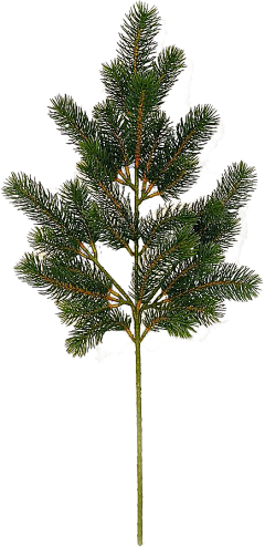 相识难相知采集到植物素材