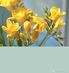 XUNLU葩葩采集到花