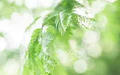 绿色背景元素摄影图片-绿色背景元素摄影作品-千库网

清新绿色植物护眼高清电脑桌面壁纸图片大全高清大图预览1024x768_植
相关搜索

绿色养眼图片

纯绿色全屏背景图

保护眼睛图片绿色背景

新芽绿叶绿色叶子地面摄影图片_图片114

小清新绿色护眼花卉植物图片桌面壁纸高清大图预览1920×1200_植物壁

地球绿色表面图片-地球绿色表面素材-地球绿色表面插画-摄图新视界

春天新芽图片-春天新芽素材-春天新芽插画-摄图新视界

绿色雏菊图片-绿色雏菊素材-绿色雏菊插画-摄图新视界

绿色春摄影
