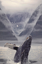 Humpback Whale