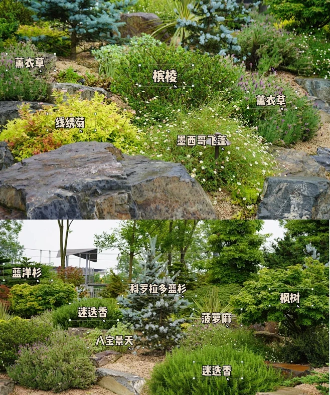 植物配置实景 (104)图片_园林植物图片素材-花瓣网