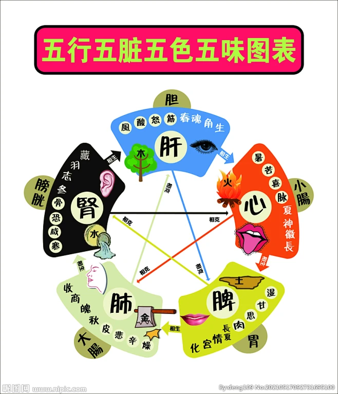 五行五脏五色五味图表-花瓣网