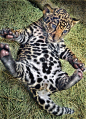 Leopard Baby | Cutest Paw