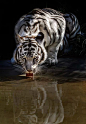 老虎。 #野生动物#