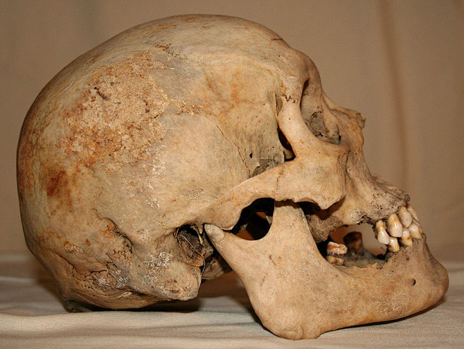 艺用解剖之人体多角度头骨姿态集39