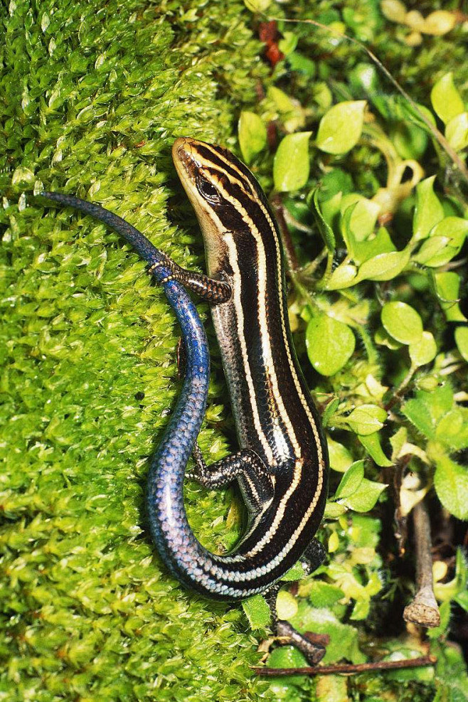 蜥蜴目石龙子科石龙子属五线石龙子