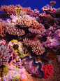 Caribbean Coral The Great Barrier Reef In Australia | Shelby H Australia 2011: Protecting the World’s Largest Living ...