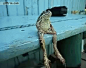 好有型的一只青蛙，坐姿竟和人一样！！