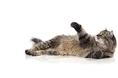 点击来源直接获取大图文件 |美丽有趣的猫