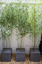 竹子在庭院景观中的应用、设计、美学等知识