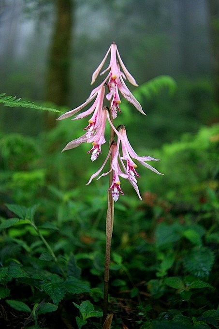 国家重点保护野生植物杜鹃兰斑叶杜鹃兰hubaoanhubaoan的博客