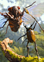 You Shall Not Pass!, Paul Braddock : Exploring this insect world a little more...