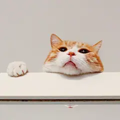 最好看的橘猫长什么样？ - 知乎 : 猫日啊瞧瞧这张忧国忧民的大饼脸，啧啧，多惹人怜爱啊！昨天刚知道它的名字，行走的表情包猫猫。微博热搜…