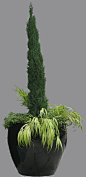 plant028.jpg