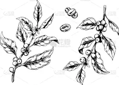 hand drawn coffee branch