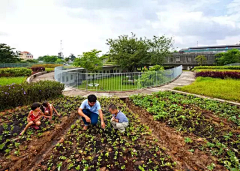 7橘灯采集到一米菜园