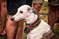 Portrait of a Whippet by Philip Rice on 500px