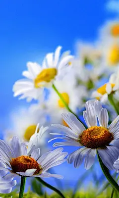 蓝天白花黄蕊手机壁纸_风景壁纸_手机壁纸_主题之家下载站