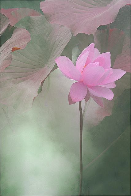 Pink Lotus Flower: 