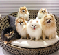 养一群博美是什么体验 ins：bigpomfamily ​​​​