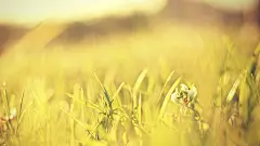 春暖花开唯美桌面壁纸 1920x1080