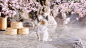 柴犬和猫搭档拍广告“赏樱花泡温泉”，心都要融化了！