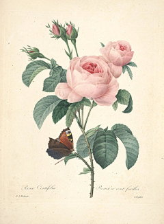 yesigrid采集到Choix des plus belles fleurs
