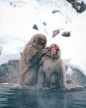 动物 猴子 温泉