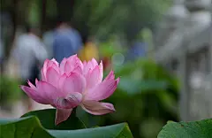 搜狗图片搜索 - 一个人手握莲花表情包
