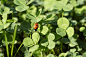 ladybug-4603847_960_720.jpg (960×639)