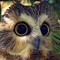 【棕榈鬼鸮】看这个家伙的资料特别容易沉迷，眼睛大的好处，就是不需要眉毛只，靠眼睑就能出现不同的感情表达……所有猫头鹰都是国二，云吸就好。 ​​​​
