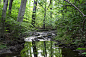 Enchanted forest : "I walk away from the world I know To a forest were each thing can change And where the floor is carpeted with moss so green. It is here I feel magic" - Jessica Kissner