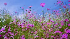 唯美自然鲜花合集电脑屏幕桌面壁纸1