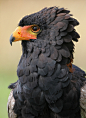 wingedpredators:Sam, Bateleur Eagle (Photo by Mark Abel)