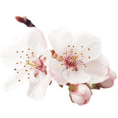 Panda3111采集到花果、绿植素材