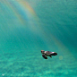 摄影师拍摄到的一抹彩虹下的一只小龟，画面就好像一个童话故事的开始  (ins:benjhicks) ​​​​