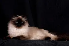 点击来源直接获取大图文件 |涅瓦假面猫品种的长毛猫