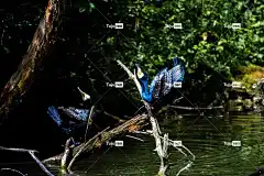 鸬鹚 Mac壁纸 枝杈 河 壁纸4K 美丽的大自然 森林 鸟