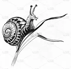 蜗牛在草地上。墨水黑白画