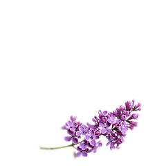 lmg11采集到植物/花草树叶PNG免扣