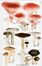 #绘画参考#蘑菇图鉴~。转发有奖：OCG窝插画原画手绘板绘画游戏美术
