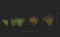 MT_PM_Panicum_virgatum_01_05_08