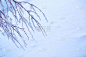 雪,冬天,森林,寒冷,一月,霜,壁纸,松树,背景,天空
