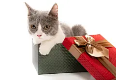 点击来源直接获取大图文件 |a young British shorthair cat in a present box and looking to the camera on white