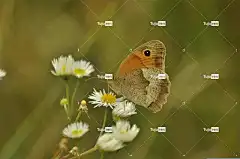 蝴蝶 黛西 花卉背景 自然 美丽的花朵 昆虫 花卉 草地 花壁纸