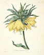fritillaria-imperialis-rawscan.jpg (4760×6001)