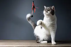 点击来源直接获取大图文件 |Tabby white kitten is playing a toy made of chicken feathers on a gray background.
