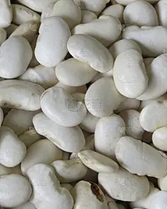 豆种子
