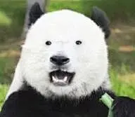 每次看到表情包上一层叠一层的水印，感觉就像看到以前那些古代名画似的。
好好一张图，各种角落，全盖满了历朝历代收藏家的印章。

#可以说是很有准备传世百年的气氛了……# ​​​​